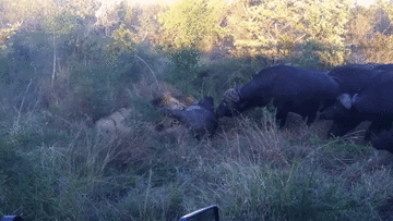 Đàn trâu rừng hợp sức giải cứu đồng loại đang bị bầy sư tử cắn xé