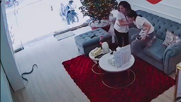 Thấy rắn bò vào nhà, 2 nữ nhân viên vội nhảy lên ghế tránh né