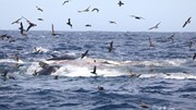 Bơi vào lãnh địa cấm, cá voi xanh khổng lồ bị đàn cá voi sát thủ xé xác