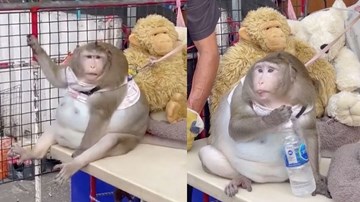 Khỉ béo như quả bóng khiến cả chợ cưng chiều, vuốt ve và cho ăn