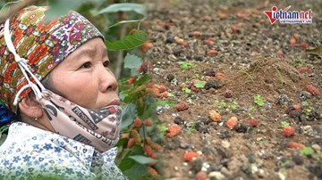 Trái rụng đầy gốc ở cánh đồng dâu tằm lớn nhất HN, nhiều người 'mất trắng'