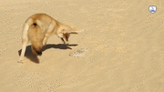 Xem cáo fennec trổ tài săn răn độc trên sa mạc cát