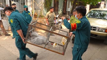 Đề xuất thả về rừng bầy khỉ leo nóc nhà, phá hoại vườn trái cây ở quận 12