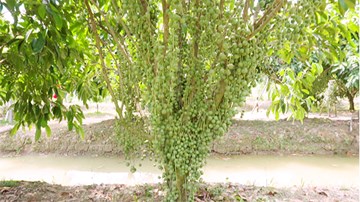 Sốt xình xịch vườn dâu xanh 