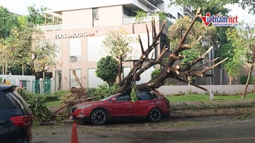 TP HCM: Mưa gió lớn, cây xanh bật gốc đè 1 người trong ô tô bị thương