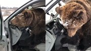 Lần đầu được ngồi ghế lái, chú gấu khoái chí bấm còi liên tục