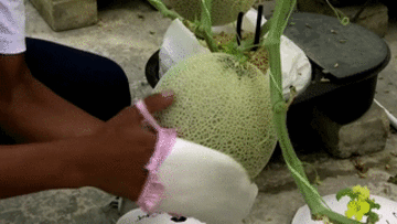 Cho dưa lưới mát-xa, nghe nhạc cổ điển; bán được cả triệu đồng một quả