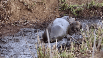 Chạy trốn bầy chó hoang, linh dương rơi vào lãnh địa cấm và cái kết bi thảm