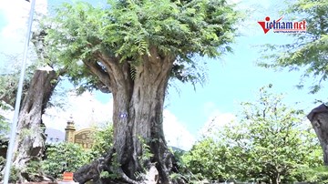 Chiêm ngưỡng cây me khủng trên 200 tuổi đạt kỷ lục Việt Nam