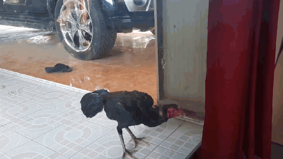 Gà trống kiệt sức vì đánh nhau với ‘đối thủ’ qua cửa kính