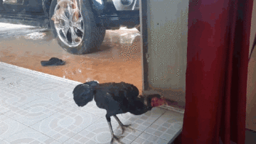 Gà trống kiệt sức vì đánh nhau với ‘đối thủ’ qua cửa kính