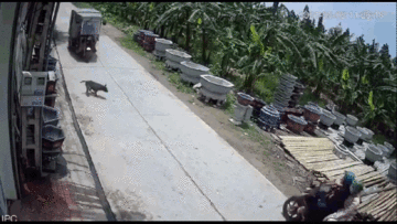 Hai cô gái đi xe máy ngã văng xuống đường vì chó thả rông