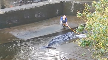 Giải cứu cá voi đi lạc mắc kẹt ở sông Thames, Anh