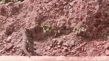 Cầy mangut cuống cuồng thoát thân khi bị trăn quấn chặt cơ thể