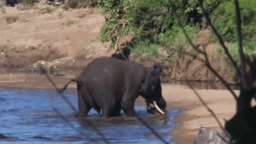 Voi nổi giận húc hà mã chạy toán loạn, hà mã con suýt mất mạng