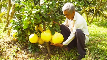 Bưởi lạ vỏ hồng, ruột hồng, nặng đến 3,5 kg mọc theo chùm ở miền Tây