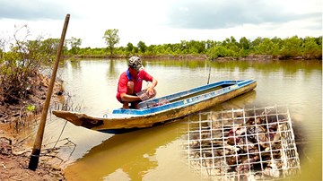 Tuyệt chiêu bắt ba khía bằng bẫy chuột của nông dân Cà Mau