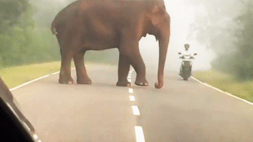 Tránh voi khổng lồ, thanh niên đi xe máy ngã sõng soài trên đường