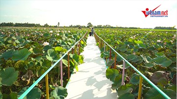 Đồng Tháp: Vườn sen  hút khách rộng 2 hecta đẹp như tranh vẽ