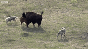 Bầy sói dùng chiến thuật săn mồi, liệu mẹ con bò rừng có thoát nạn?