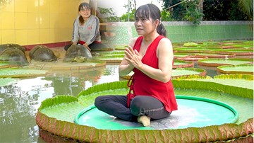 Kỳ lạ ngôi chùa có lá sen 'cõng người' và 2 cụ rùa hơn 100 tuổi ăn chay