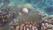 Bạch tuộc ẩn nấp dưới rạn san hô vẫn bị cá chình điên cuồng xé thịt