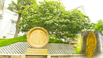 Chiêm ngưỡng 'lão mai' hơn 100 tuổi, đường kính tán 7 m đạt kỷ lục Việt Nam