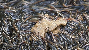 Vì sao lươn Nhật có giá đắt hơn vàng, ngày càng khan hiếm?