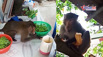 Khỉ quý hiếm trộm đồ nhà dân, 'quậy banh' khu dân cư  ở Sài Gòn