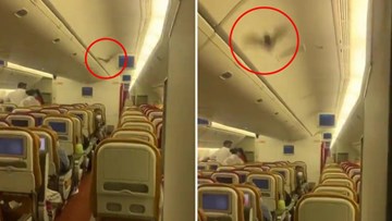 Máy bay phải hạ cánh khẩn cấp vì dơi bay lượn trong khoang