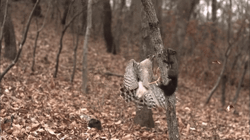 Pha săn mồi tuyệt đỉnh của diều hâu, tóm gọn sóc trong tích tắc