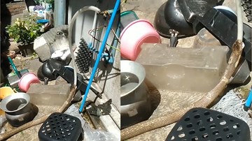 Nắng nóng, rắn hổ mang chui vào nhà dân tu vội nước từ vòi