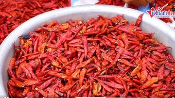 Nghề phơi ớt ở Đồng Tháp: Đỏ mắt, phồng tay nhọc nhằn giữa nắng gắt