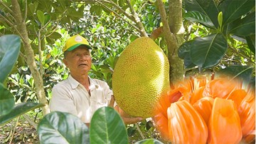 Mít lạ 65.000 đồng/kg vẫn 'cháy hàng', lão nông hốt cả tỷ bạc mỗi năm