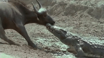 Bất cẩn khi đi uống nước, trâu rừng bị cá sấu cắn vào cổ