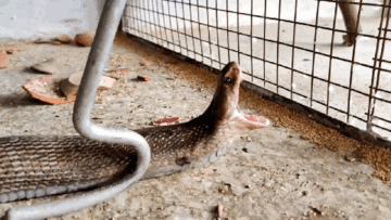 Rắn hổ mang lẻn vào chuồng nuốt nhiều chim quý