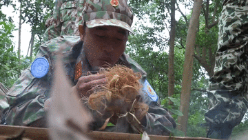 Lính mũ nồi xanh vào rừng săn bắt, hái lượm huấn luyện sinh tồn