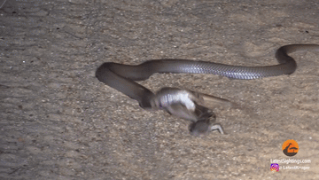 Trận chiến kịch liệt giữa rắn hổ mang và thằn lằn bóng