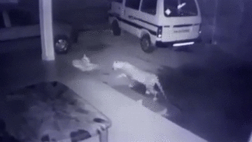 Đang ngủ, chó nhà bị báo hoa mai ngoạm cổ lôi và cái kết bất ngờ