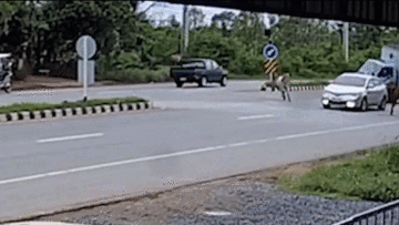 Tài xế ‘chấp nhận’ cho xe lật nhào để tránh đâm phải bò sang đường