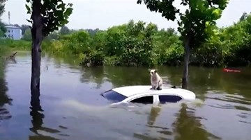 Chú chó mắc kẹt trên nóc chiếc ôtô trong nước lũ