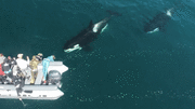 Khoảnh khắc 2 con cá voi sát thủ bơi gần thuyền ở Nga