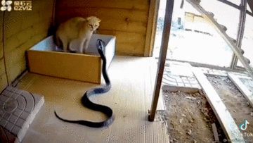 Rắn hổ mang lao thẳng vào chuồng mèo để săn mồi, cái kết sẽ ra sao?