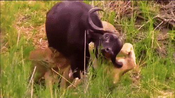 Bị đánh hội đồng, trâu rừng nổi điên húc thủng ngực sư tử