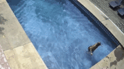 Tên trộm thản nhiên nhảy vào bể bơi để tắm trước khi vào nhà lấy đồ