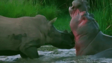 Tê giác dùng sừng để húc thủng hàm hà mã, liệu đối thủ nào sẽ chiến thắng?