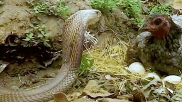 Gà mẹ quyết chiến rắn hổ mang để bảo vệ ổ trứng