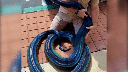 Con trăn khổng lồ có màu da độc nhất thế giới