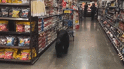 Mỹ: Gấu đen ''hạ sơn' xuống phố, vào siêu thị đi dạo