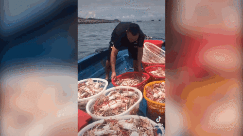 Người đàn ông đổ cả tấn ghẹ xuống biển nhưng lại bị chỉ trích vì một lý do